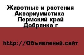 Животные и растения Аквариумистика. Пермский край,Добрянка г.